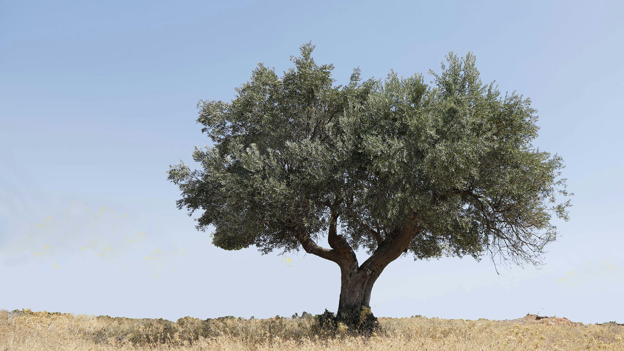 iliaki elaiourgia - olive oil series