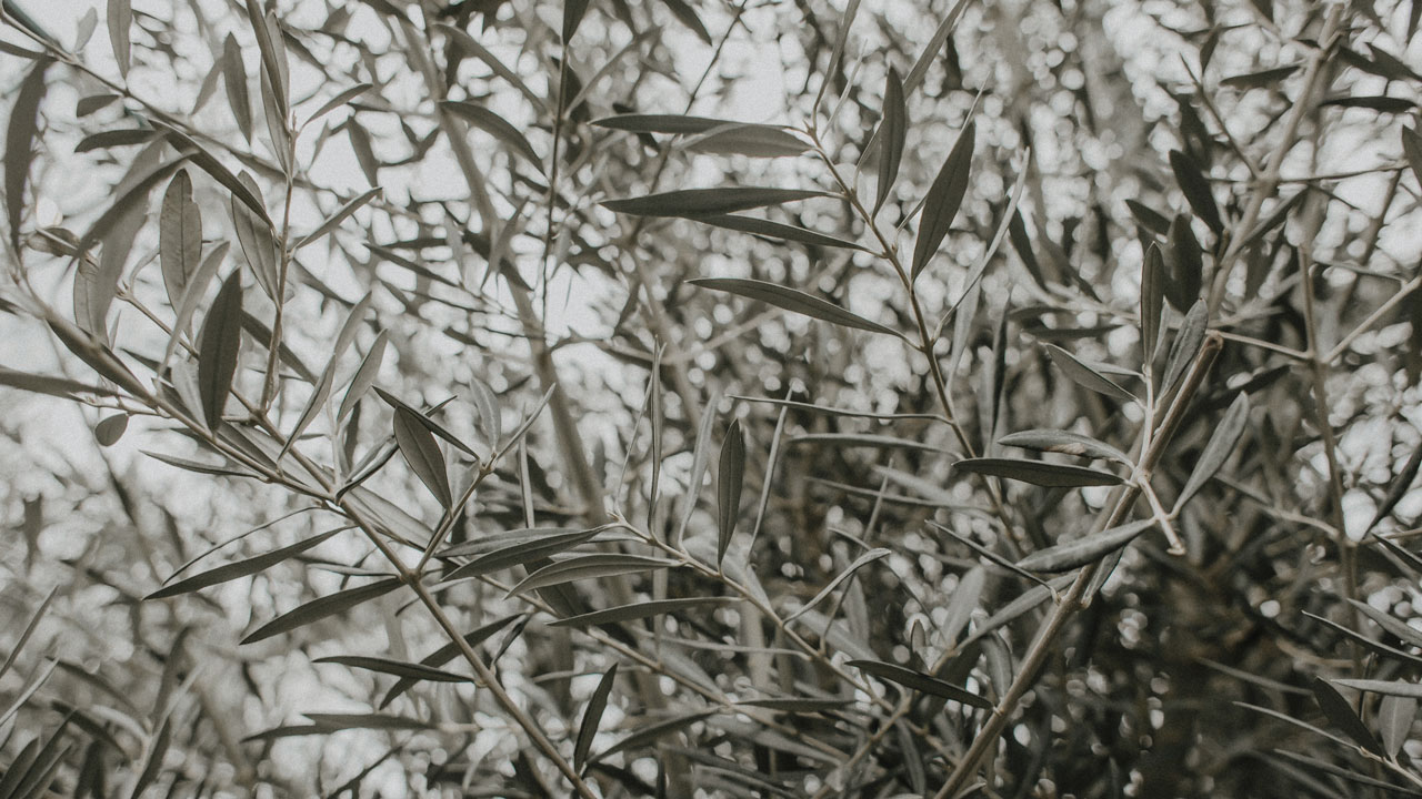 iliaki elaiourgia - olive oil series